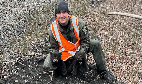 Black bear cubs rescued near train tracks